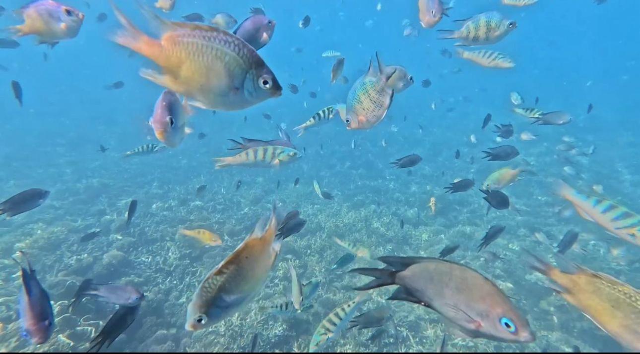 D'Flora Homestay Labuan Bajo Exteriör bild